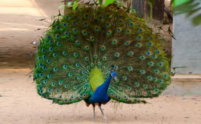 peacock_650x400_51425290220[1].jpg