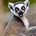 MightyLemur