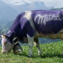 Milka