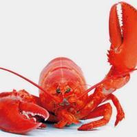 LobsterEmperor