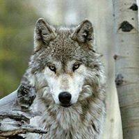 Greywolves
