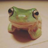 FrogDaddy
