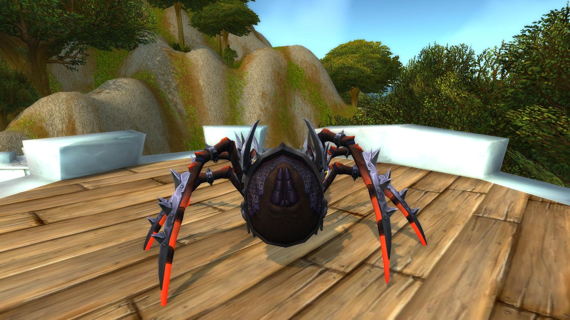 Spider black wow widow Our Pet