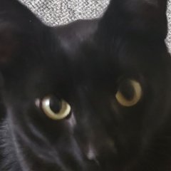 Kizu