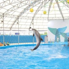 dolphinshowpattaya