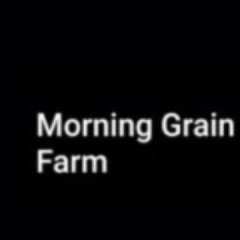 morninggrainfarm