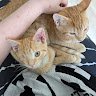 LazyCat